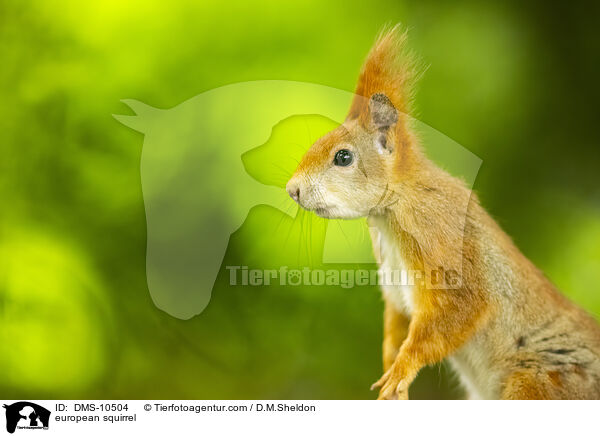 european squirrel / DMS-10504