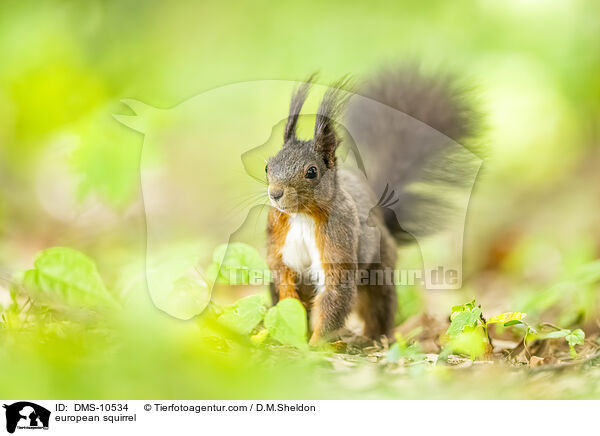 Eichhrnchen / european squirrel / DMS-10534
