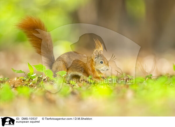 european squirrel / DMS-10537