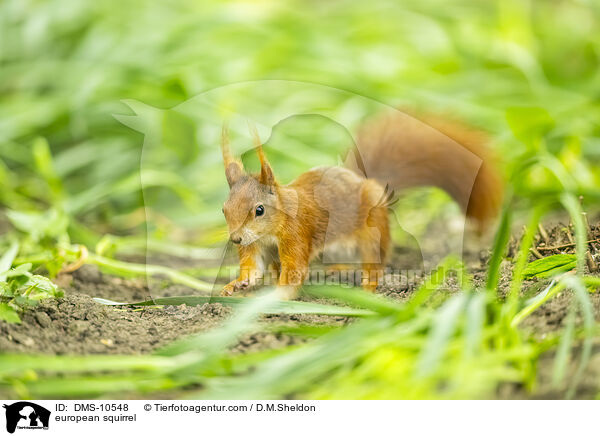 Eichhrnchen / european squirrel / DMS-10548
