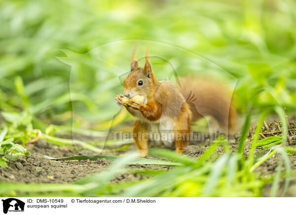 Eichhrnchen / european squirrel / DMS-10549