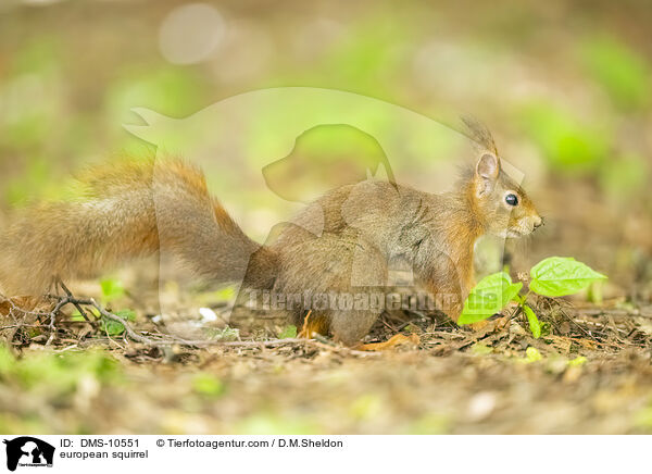Eichhrnchen / european squirrel / DMS-10551