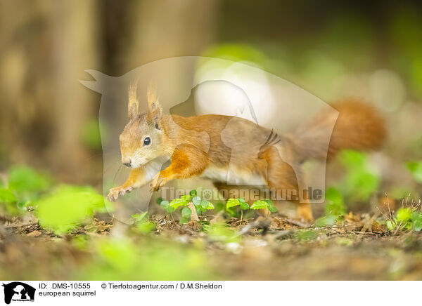 european squirrel / DMS-10555