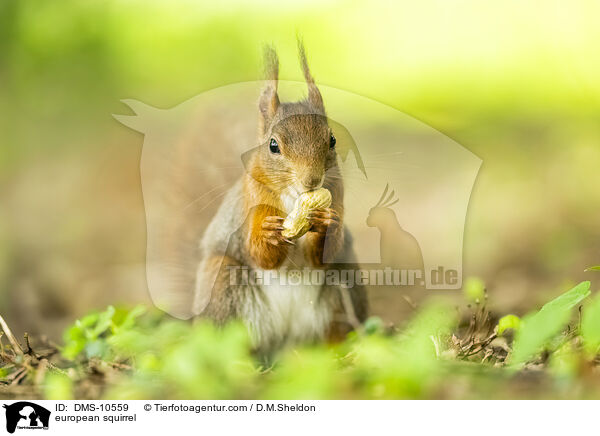 Eichhrnchen / european squirrel / DMS-10559