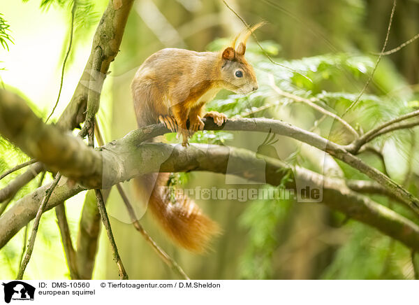 Eichhrnchen / european squirrel / DMS-10560