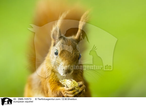 Eichhrnchen / european squirrel / DMS-10573