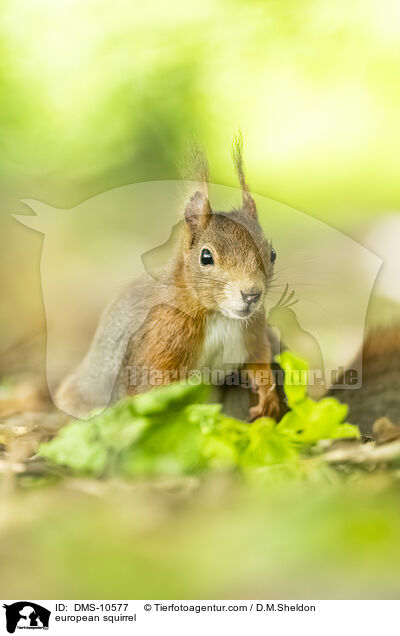 european squirrel / DMS-10577