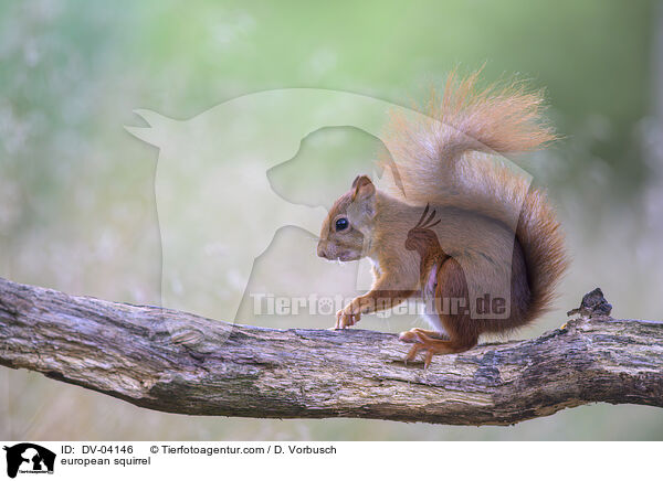 Eichhrnchen / european squirrel / DV-04146