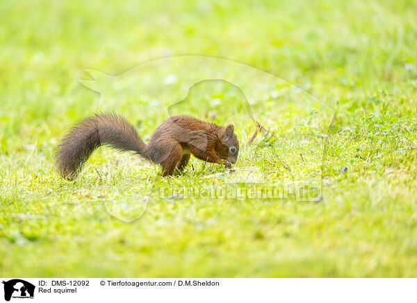 Eichhörnchen / Red squirrel / DMS-12092