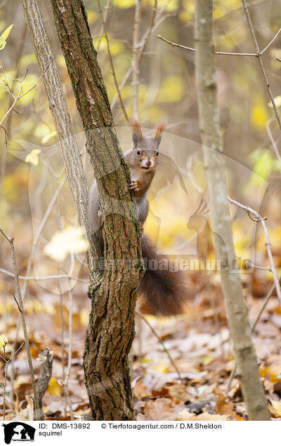 Eichhrnchen / squirrel / DMS-13892