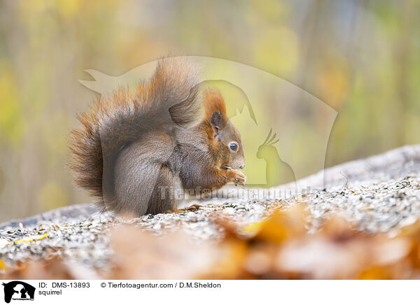 Eichhrnchen / squirrel / DMS-13893