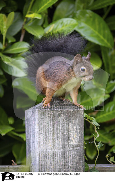 Eichhrnchen / squirrel / SI-02502