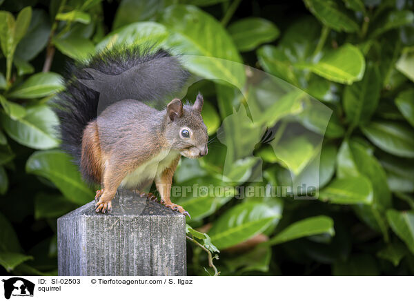 Eichhrnchen / squirrel / SI-02503
