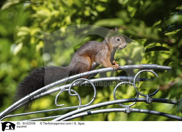 Eichhrnchen / squirrel / SI-02508