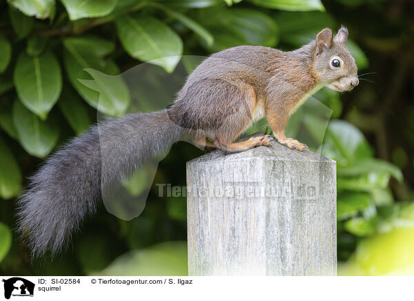 squirrel / SI-02584