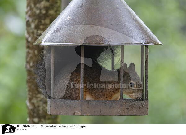 Eichhrnchen / squirrel / SI-02585