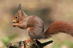 squirrel