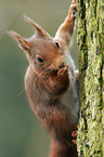 squirrel