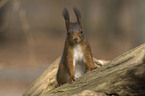 red squirrel