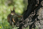 squirrel