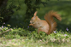 squirrel