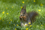 squirrel