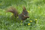 squirrel