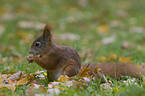 squirrel