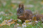 squirrel