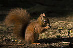 red squirrel
