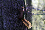 red squirrel
