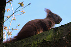 red squirrel