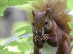 sitting Squirrel
