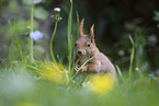 sitting Squirrel