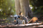 Squirrel