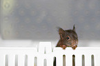 young european squirrel