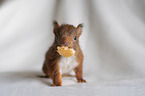 young european squirrel