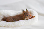 young european squirrel