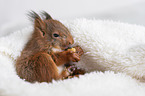 young european squirrel