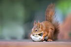 eating squirrel