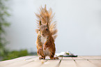 squirrel