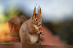 squirrel