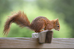 squirrel