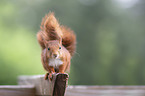 squirrel