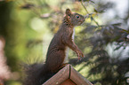squirrel