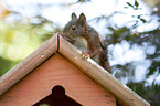 squirrel