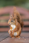 squirrel
