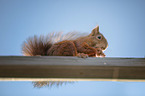 eating squirrel