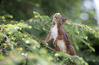 squirrel