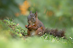 squirrel
